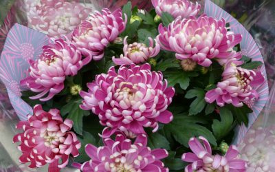 Kwiaciarnia – zapachy i kolory na każdą okazję